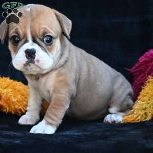 Macy, Miniature Bulldog Puppy